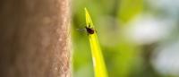 tick on a leaf